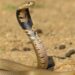 Criança encontrou cobra enquanto brinca e a morde até a morte: “Ela já havia mordido a cobra e a matado no local”