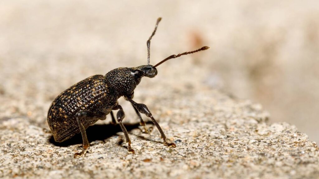 Gorgulhos furando pacotes de feijão e arroz agora no calor? Armadilha com folha que pega todos sem matar