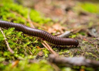Piolhos-de-cobra aparecendo no armário com a chuva de dezembro? Folha que eles odeiam e some em 48h