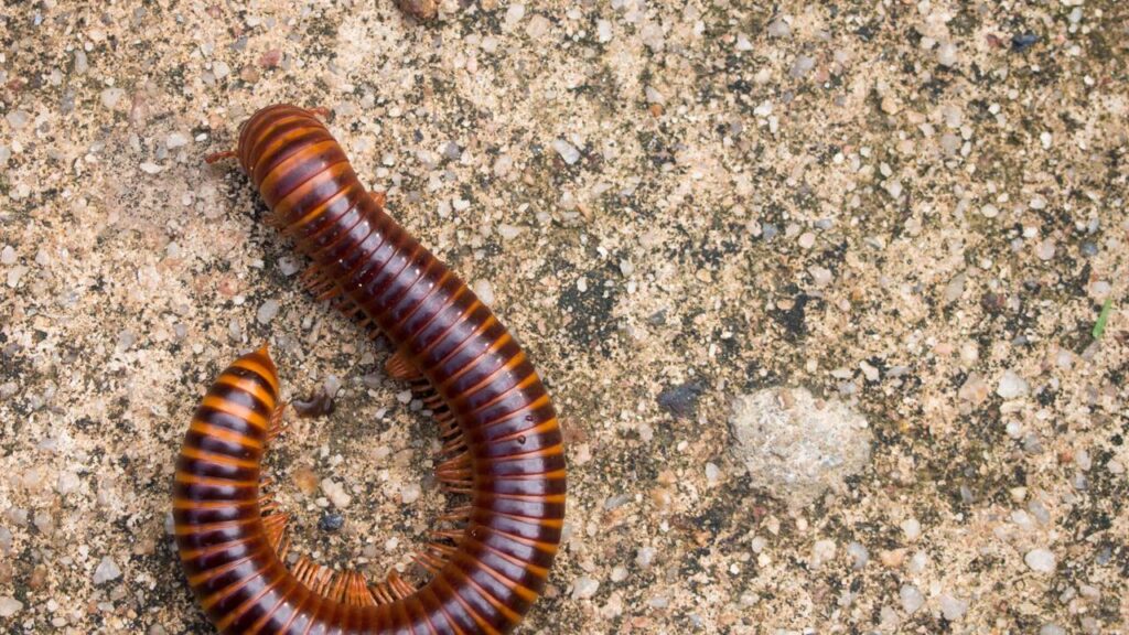 Piolhos-de-cobra aparecendo no armário com a chuva de dezembro? Folha que eles odeiam e some em 48h