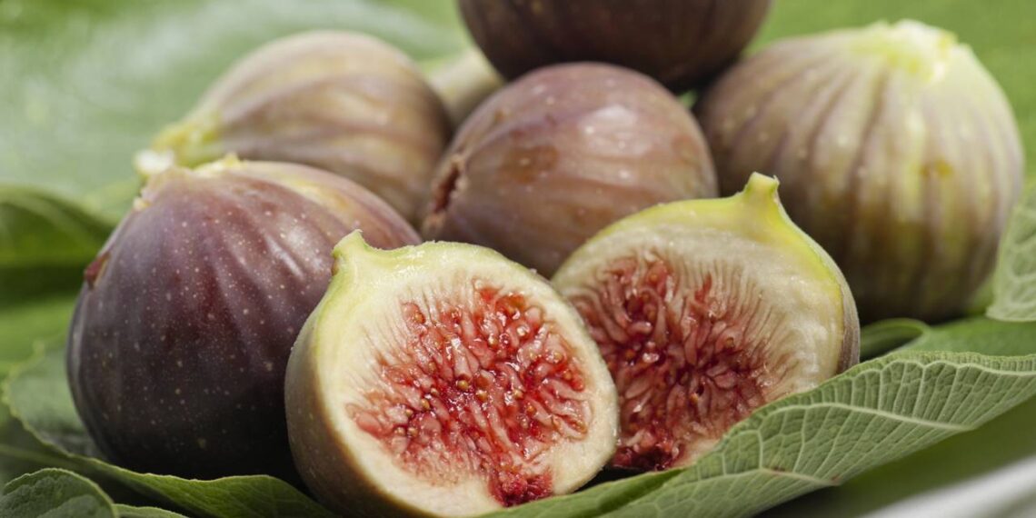 Cultive figueira no seu quintal e desfrute de frutos doces durante toda a estação