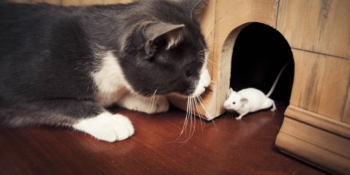 Nomes para o gato caçador que traz ''lembrancinha'' às 3 da manhã