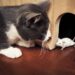 Nomes para o gato caçador que traz ''lembrancinha'' às 3 da manhã