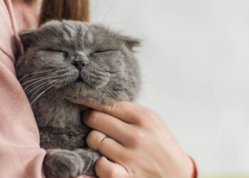 15 nomes aconchegantes para gatos que adoram um colo quentinho