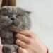 15 nomes aconchegantes para gatos que adoram um colo quentinho