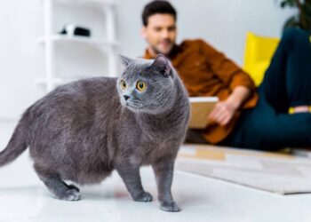 Nomes perfeitos pro gato que te segue até no banheiro