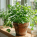 cultivo de coentro em casa