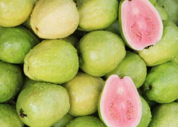 Técnica comprovada para cultivar goiabeira com frutos doces o ano inteiro