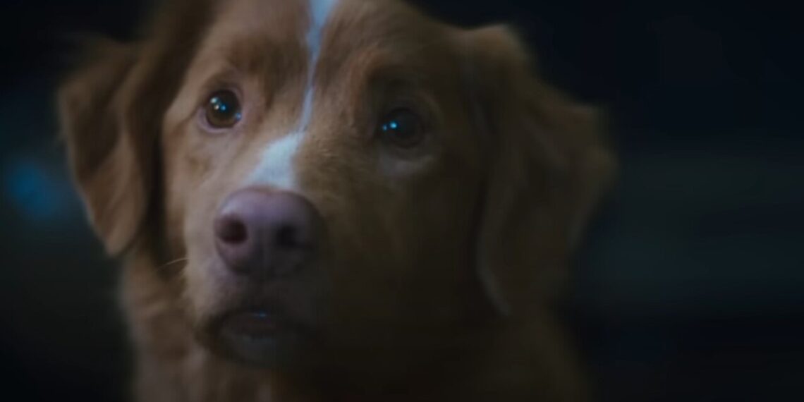 O cão de "Good Boy" foi indicado a um prêmio e virou debate sobre atuação