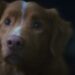 O cão de "Good Boy" foi indicado a um prêmio e virou debate sobre atuação