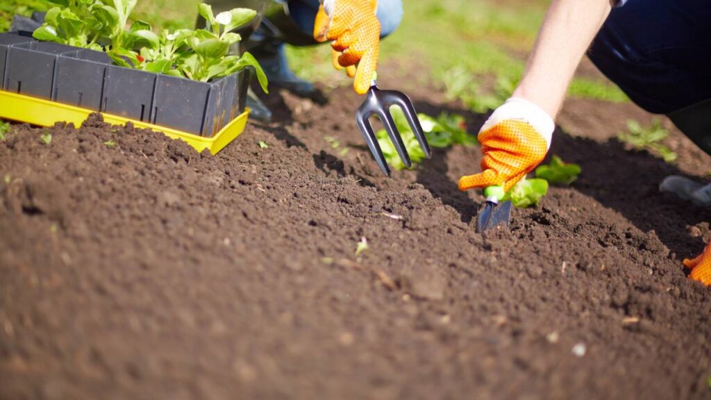 Como cuidar de plantas no calor intenso sem queimar as folhas