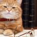 Nomes doces para dar ao seu gato idoso que já é membro da família há anos