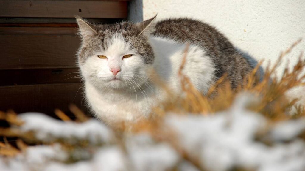 Nomes doces para dar ao seu gato idoso que já é membro da família há anos