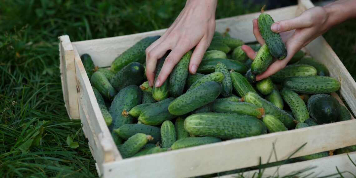 Método rápido para ter pepino fresco em apenas 30 dias no quintal