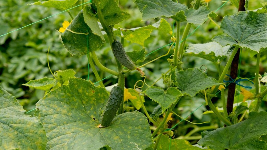 Método rápido para ter pepino fresco em apenas 30 dias no quintal