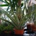 plantação de abacaxi em vaso