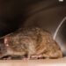 Ratos aparecendo na garagem com o lixo? Método com lata e óleo que pega vivo sem veneno