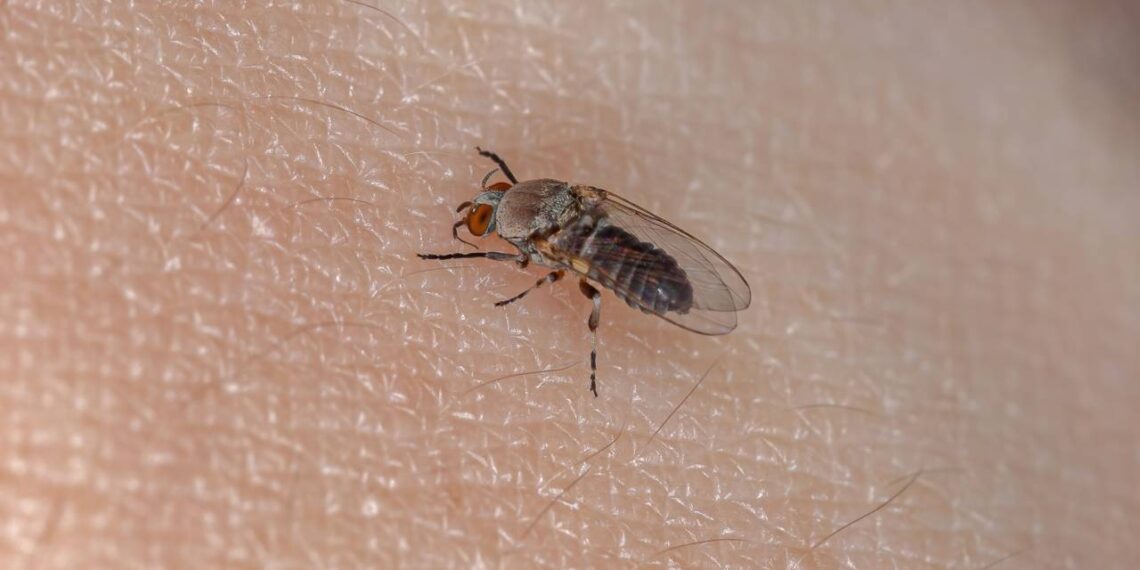 Borrachudos atacando no fim de tarde? Óleo natural que você passa na pele e eles somem