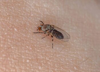 Borrachudos atacando no fim de tarde? Óleo natural que você passa na pele e eles somem