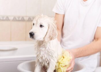 Estas são as maneiras corretas de tosar seu cachorro em casa