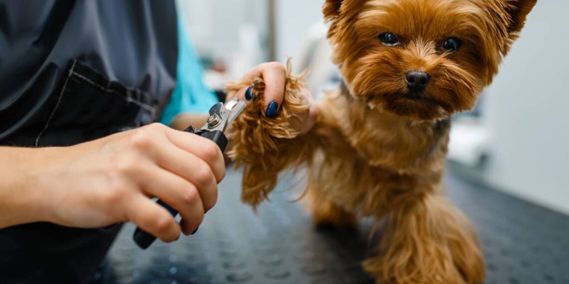 Estas são as formas corretas de cortar a unha do seu cachorro em casa
