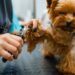 Estas são as formas corretas de cortar a unha do seu cachorro em casa
