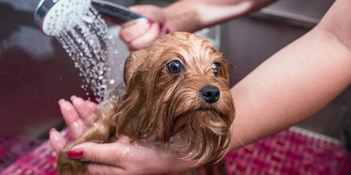 Como dar banho corretamente no seu cachorro sem comprometer a saúde dele