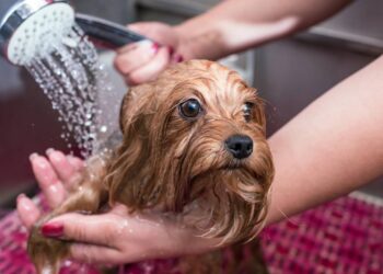 Como dar banho corretamente no seu cachorro sem comprometer a saúde dele