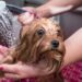Como dar banho corretamente no seu cachorro sem comprometer a saúde dele