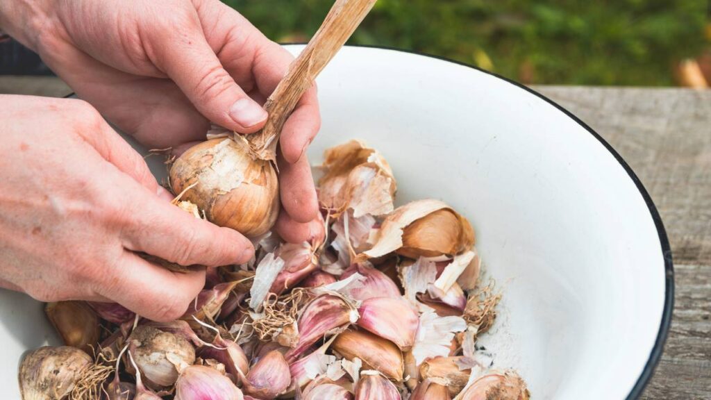 Plantar alho em casa com esse passo a passo simples e pare de comprar no mercado
