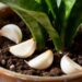 Poucas pessoas sabem qual é a verdadeira finalidade de colocar dentes de alho ao redor das plantas do jardim