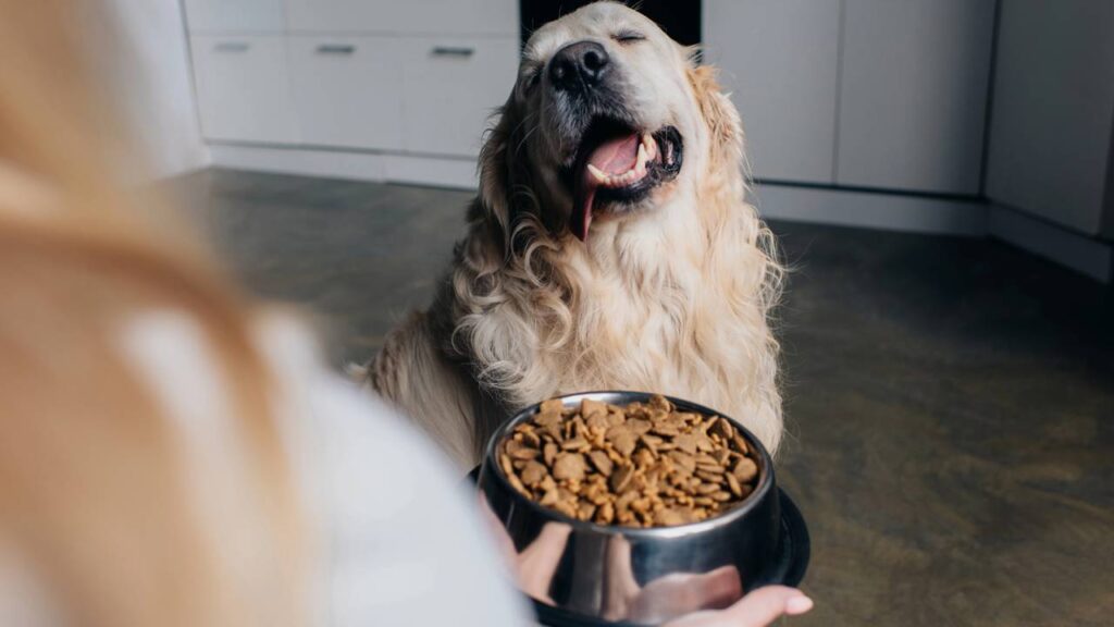 5 cuidados com cachorros que muitos donos ignoram, mas que melhora a vida dos pets