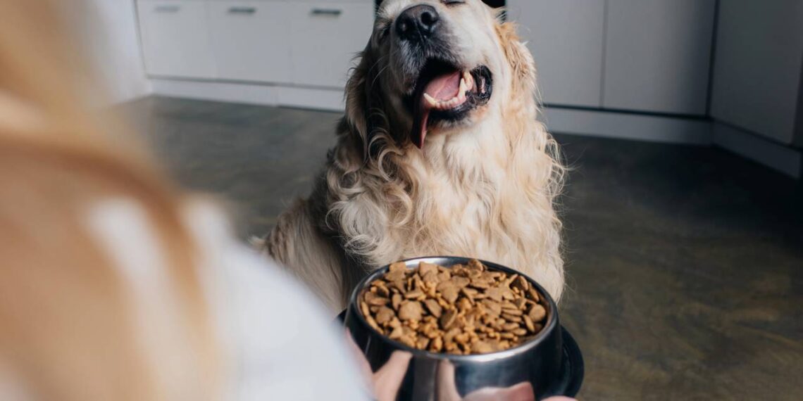 Entenda por que cães rejeitam a ração e quais estratégias ajudam a melhorar a aceitação sem comprometer a alimentação