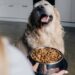 Entenda por que cães rejeitam a ração e quais estratégias ajudam a melhorar a aceitação sem comprometer a alimentação