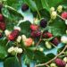amoreira carregada de frutos