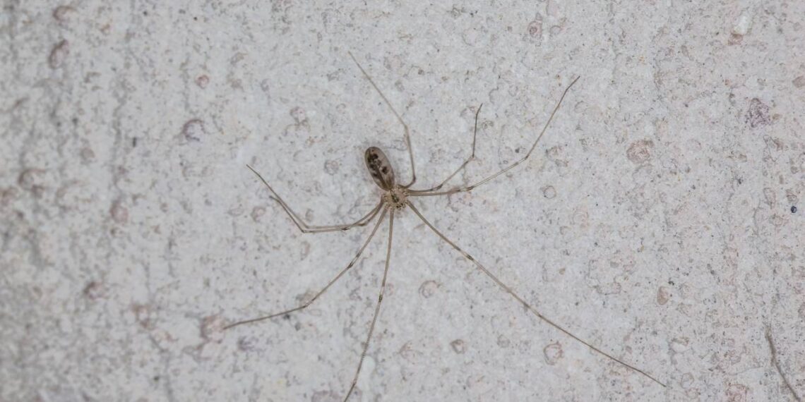 As cinco plantas que estão afastando aranhas de quintais no Brasil
