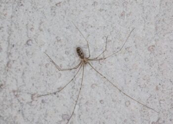 As cinco plantas que estão afastando aranhas de quintais no Brasil