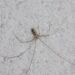 As cinco plantas que estão afastando aranhas de quintais no Brasil
