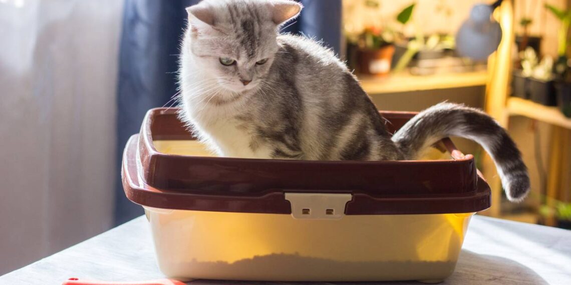 O tipo de areia que mais agrada os gatos e facilita a limpeza diária