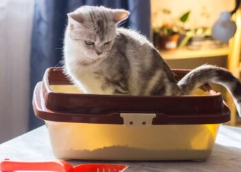 O tipo de areia que mais agrada os gatos e facilita a limpeza diária