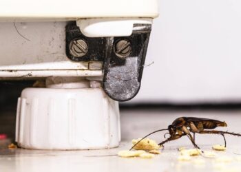 O alimento que as baratas odeiam e você já tem na sua cozinha