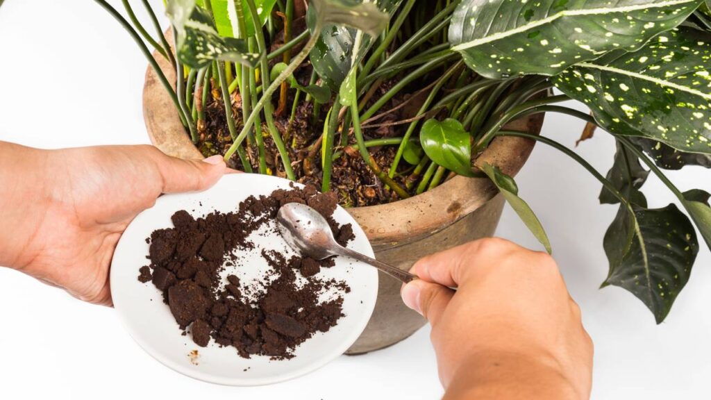 pó de café para plantas