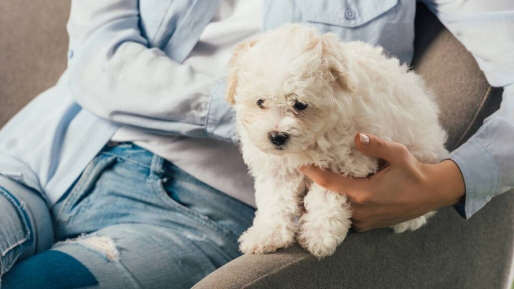 Cuidados com cachorros no calor
