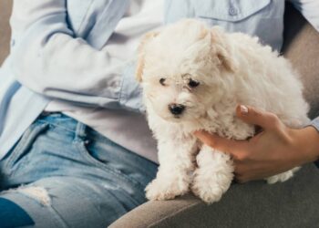 Cuidados com cachorros no calor
