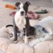 nomes para cachorros bagunceiros
