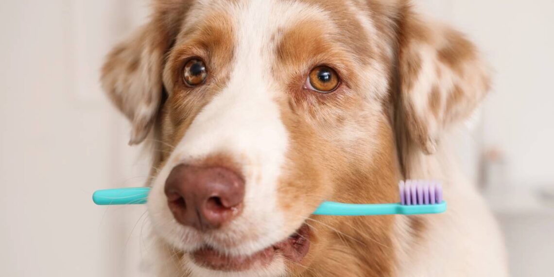 cuidados com a higiene bucal do pet