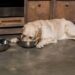 nome para cachorros comilão