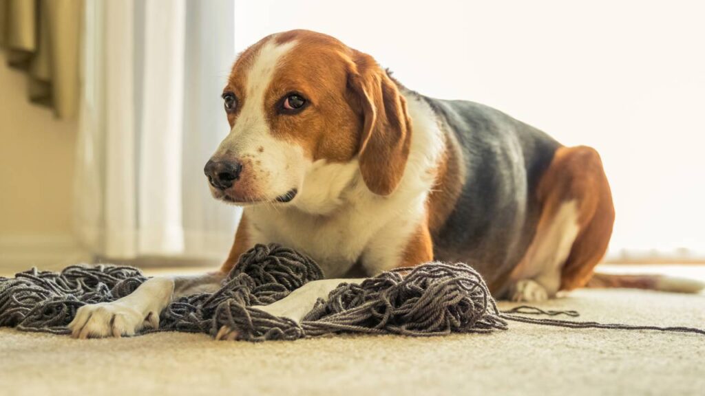 cachorro estressado deitado