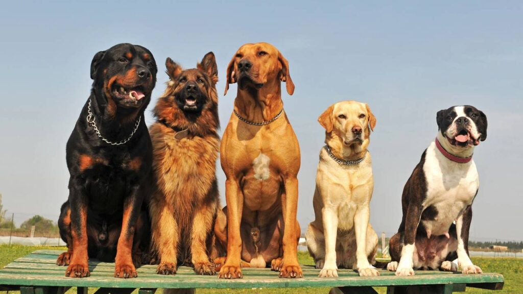 cachorros grandes