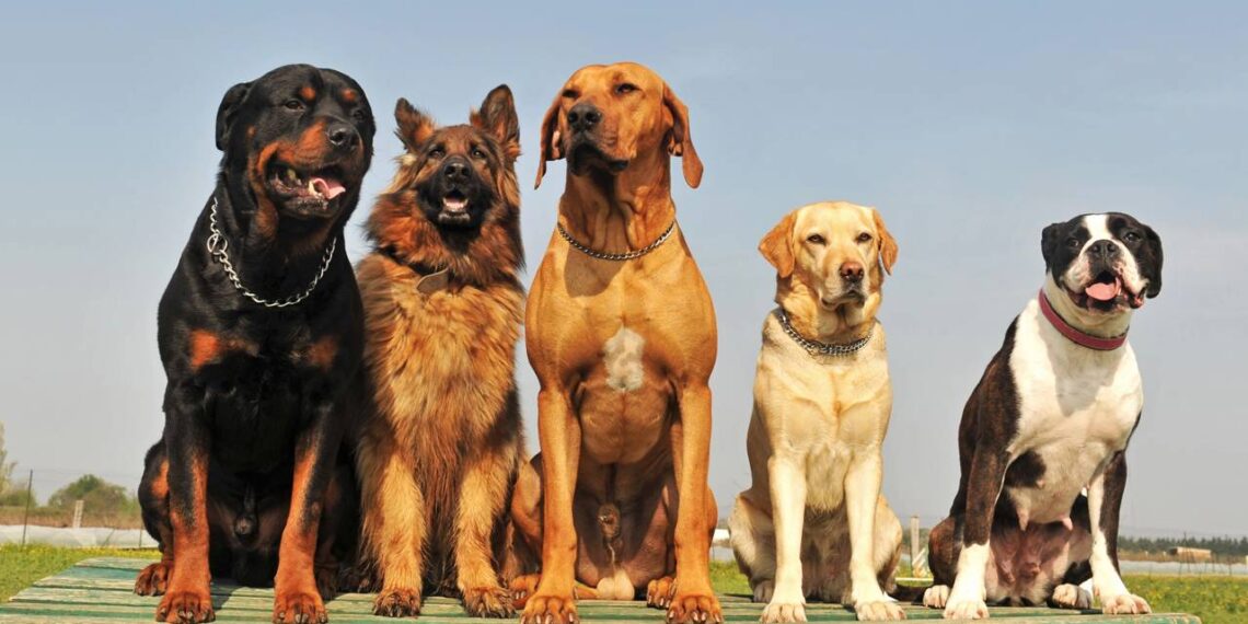 cachorros grandes
